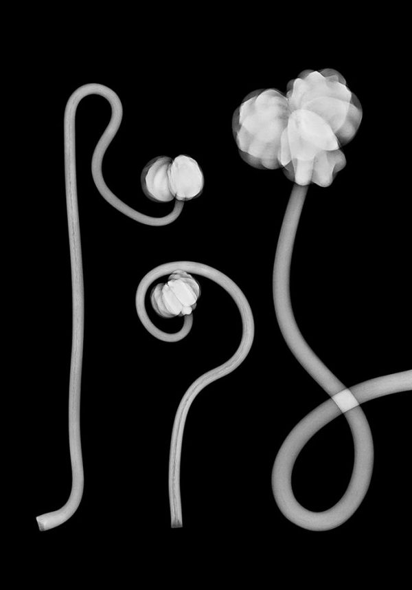"Tropaeolum majus” är ett verk av Elisabeth Henriksson gjort år 2019. Tekniken är röntgenbilder av växter på fotopapper och finns i en upplaga på 9 exemplar. Verket mäter 99,5 x 69,5 cm, själva bildytan är 89 x 62 cm.