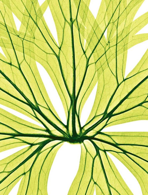”Äkta stormhatt” är ett verk av Elisabeth Henriksson gjort år 2017. Tekniken är röntgenbilder av växter på fotopapper och finns i en upplaga på 15 exemplar. Verket mäter 54 x 43 cm, själva bildytan är 50 x 38 cm.
