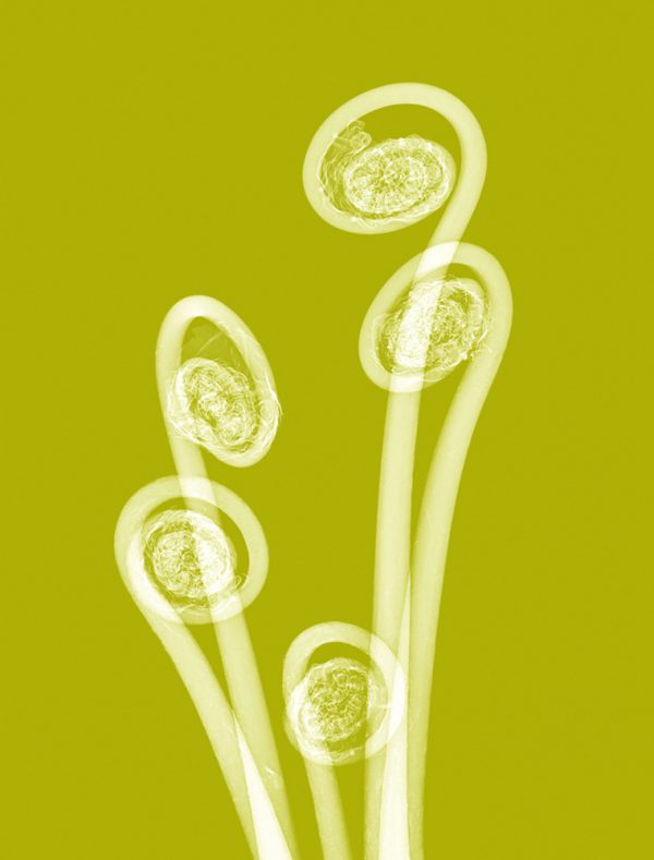 ”Träjon” är ett verk av Elisabeth Henriksson gjort år 2017. Tekniken är röntgenbilder av växter på fotopapper och finns i en upplaga på 15 exemplar. Verket mäter 54 x 43 cm, själva bildytan är 50 x 38 cm.