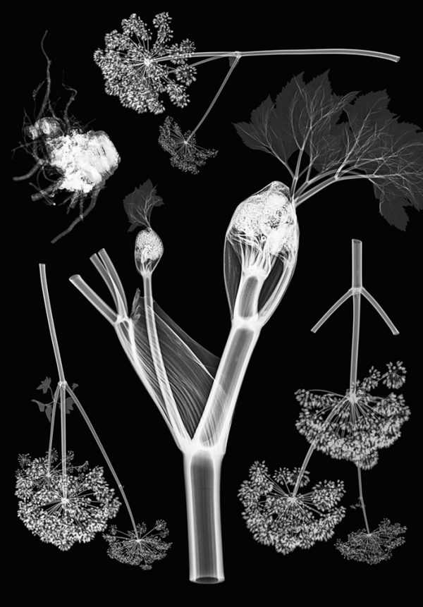 ”Angelica Archangelica” är ett verk av Elisabeth Henriksson gjort år 2019. Tekniken är röntgenbilder av växter på fotopapper och finns i en upplaga på 9 exemplar. Verket mäter 99,5 x 69,5 cm, själva bildytan är 89 x 62 cm.