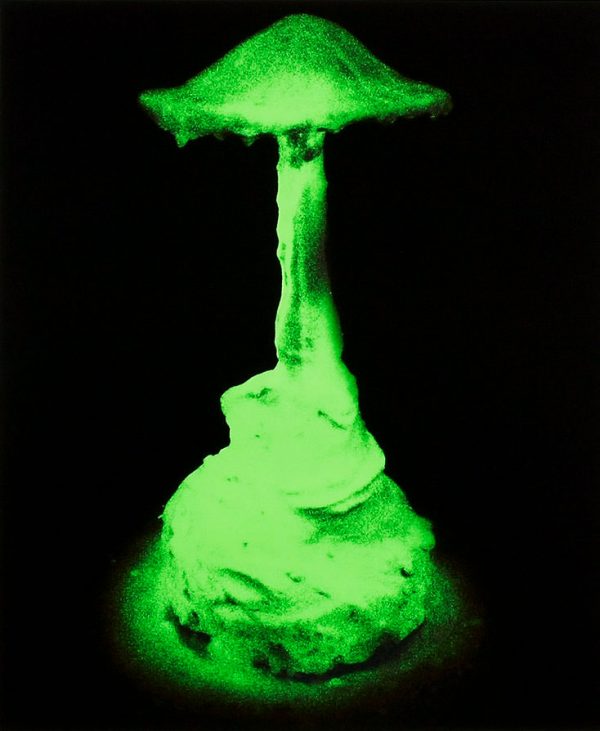 ”Magic Mushroom” är ett verk av Joakim Allgulander gjort år 2016. Tekniken är Giclée med screenprint på papper och är en av 5 AP. Verket mäter 71 x 60 cm, själva bildytan är 60 x 50,5 cm.