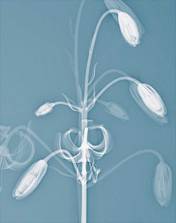 ”Krollilja II” är ett verk av Elisabeth Henriksson gjort år 2019. Tekniken är röntgenbilder av växter på fotopapper och finns i en upplaga på 15 exemplar. Verket mäter 50 x 40 cm, själva bildytan är 38 x 30 cm.