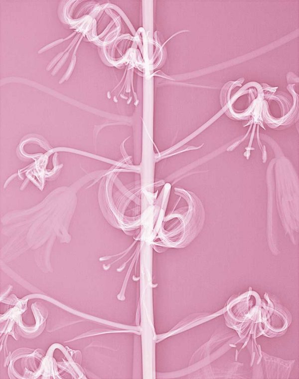 ”Krollilja” är ett verk av Elisabeth Henriksson gjort år 2019. Tekniken är röntgenbilder av växter på fotopapper och finns i en upplaga på 15 exemplar. Verket mäter 50 x 40 cm, själva bildytan är 38 x 30 cm.
