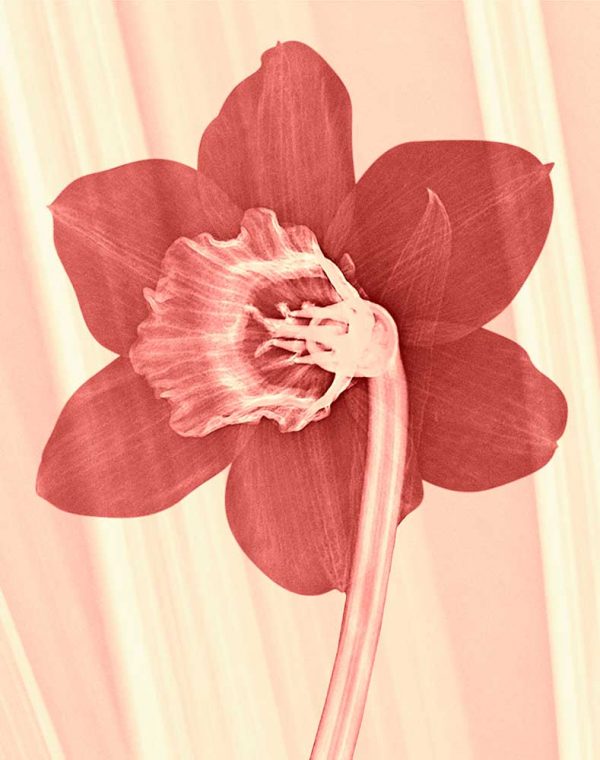 ”Påsklilja 3” är ett verk av Elisabeth Henriksson gjort år 2019. Tekniken är röntgenbilder av växter på fotopapper och finns i en upplaga på 15 exemplar. Verket mäter 50 x 40 cm, själva bildytan är 38 x 30 cm.