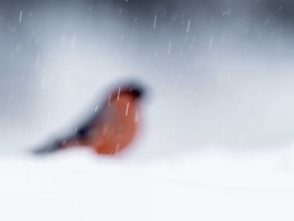 "Domherre i snöfall" är ett fotografi av Johan Siggesson. Verket finns i en uppalaga om endast 10 exemplar och mäter 50 x 70 cm, själva bildytan 40 x 60 cm. 2019.