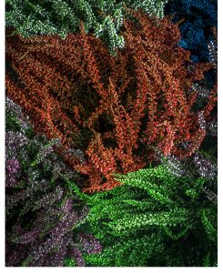 Green Fauna 3