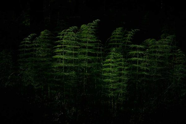 ”Forest green 2” är ett verk av Anders Ludvigson gjort år 2020. Tekniken är Fotografi och finns i en upplaga på 9 exemplar + 1 AP. Verket mäter 47,5 x 67,5 cm, själva bildytan är 40 x 60 cm.