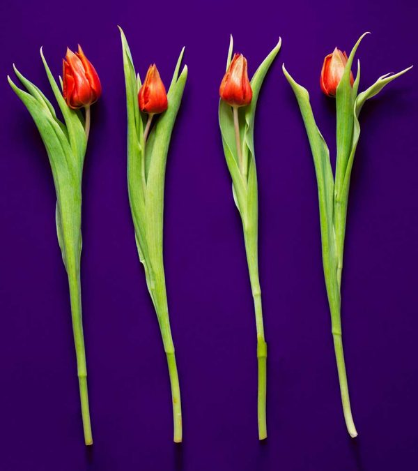 "Tulipa gesneriana, purpura" är ett konstverk av Peter Stridsberg gjort år 2021. Tekniken är fotografi på björkplywood och det finns i en upplaga av 10 exemplar plus 2 AP. Verket mäter utfallande 67 x 60 cm, och levereras med aluminiumlist baktill.