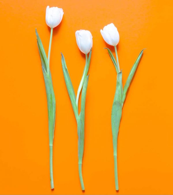 "Tulipa gesneriana, arantius" är ett konstverk av Peter Stridsberg gjort år 2021. Tekniken är fotografi på björkplywood och det finns i en upplaga av 10 exemplar plus 2 AP. Verket mäter utfallande 67 x 60 cm., och levereras med aluminiumlist baktill.