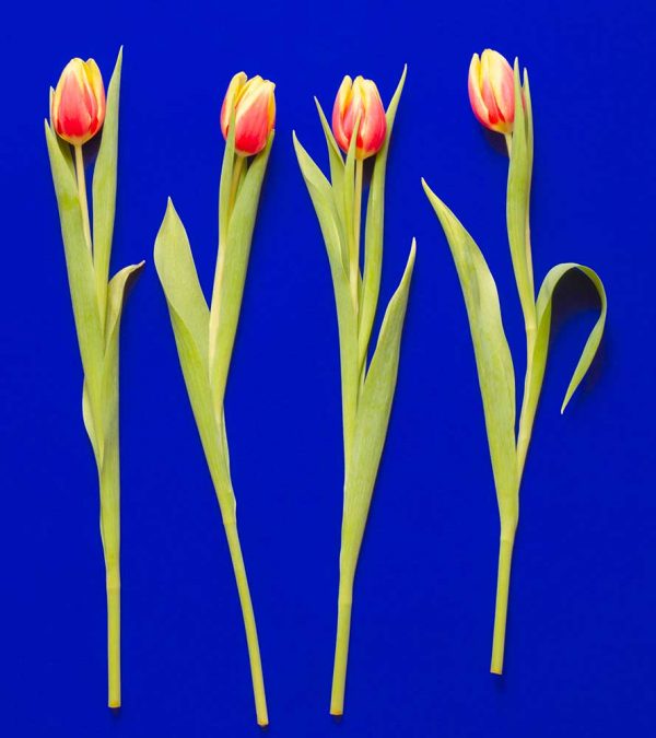 "Tulipa gesneriana, caeruleum" är ett konstverk av Peter Stridsberg gjort år 2021. Tekniken är fotografi på björkplywood och det finns i en upplaga av 10 exemplar plus 2 AP. Verket mäter utfallande 67 x 60 cm., och levereras med aluminiumlist baktill.