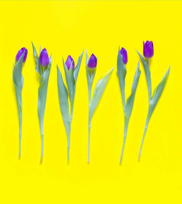 "Tulipa gesneriana, flavus" är ett konstverk av Peter Stridsberg gjort år 2021. Tekniken är fotografi på björkplywood och det finns i en upplaga av 10 exemplar plus 2 AP. Verket mäter utfallande 67 x 60 cm, och levereras med aluminiumlist baktill.