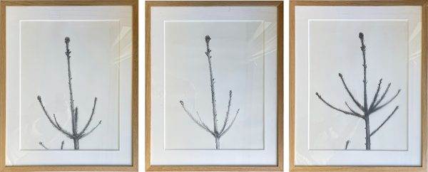 ”Grantoppar” är en triptyk (dvs består av tre verk) med blyertsteckningar på papper av Johan Frid, gjorda år 2022. Konstverken är unika verk och varje verk mäter 68 x 55 cm. Priset är för hela triptyken, färdiga med konstnärens val av ekram och glas.