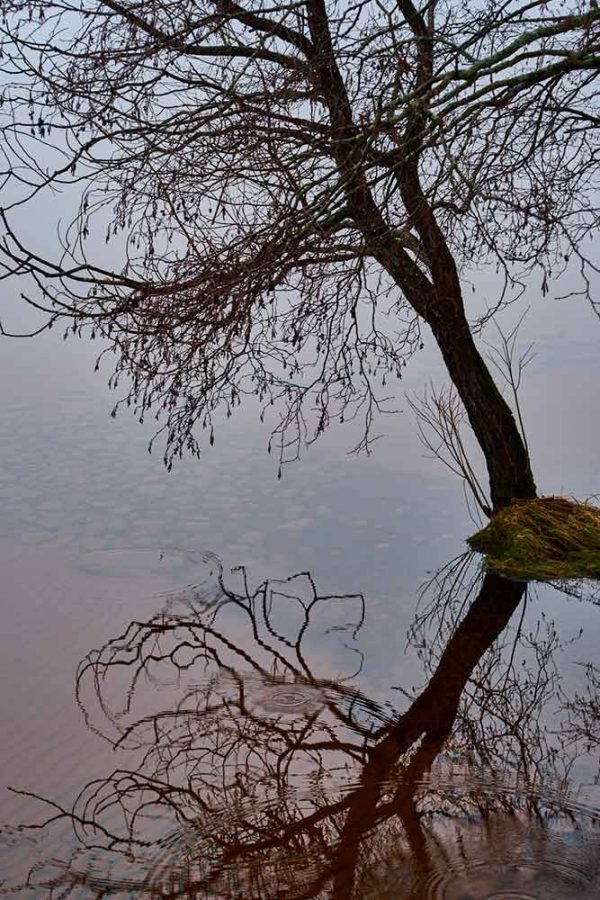 ”Alder trees Lake Siljan 4” är ett verk av Anders Ludvigson gjort år 2020. Tekniken är Fotografi på matt papper och finns i en upplaga på 9 exemplar + 1 AP. Verket mäter 67,5 x 47,5 cm, själva bildytan är 60 x 40 cm.