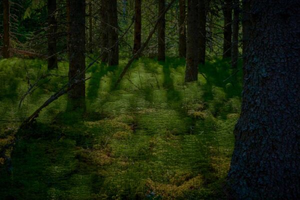 ”Forest green 13” är ett verk av Anders Ludvigson gjort år 2022. Tekniken är fotografi på matt papper och finns i en upplaga på 5 exemplar + 1 AP. Verket mäter 68 x 98 cm, själva bildytan är 60 x 90 cm.