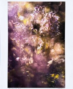 Midsummer Dream