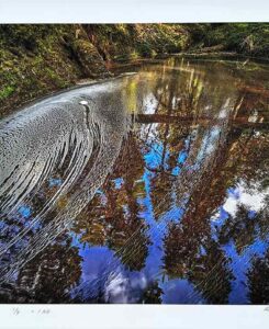 Forest water 4