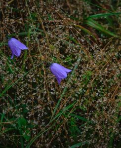 Blue bells and crystal drops 2