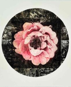 Winter rose