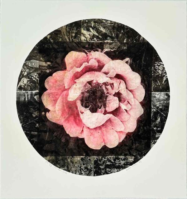 "Winter rose" är ett konstverk av Cecilia Uhlin. Det är en fotopolymer gjord 2023 i en upplaga om 5 exemplar och mäter 49 x 49 cm, med en bildyta på 40 x 40 cm. Signerat och numrerat på framsidan av konstnären.