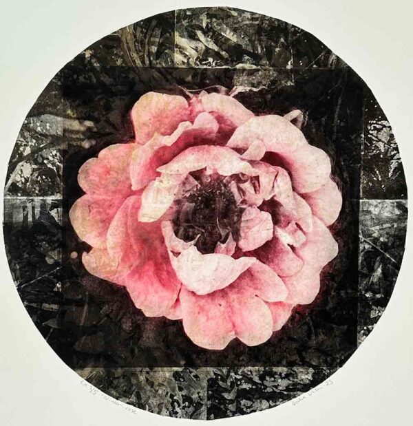 "Winter rose" är ett konstverk av Cecilia Uhlin. Det är en fotopolymer gjord 2023 i en upplaga om 5 exemplar och mäter 49 x 49 cm, med en bildyta på 40 x 40 cm. Signerat och numrerat på framsidan av konstnären.