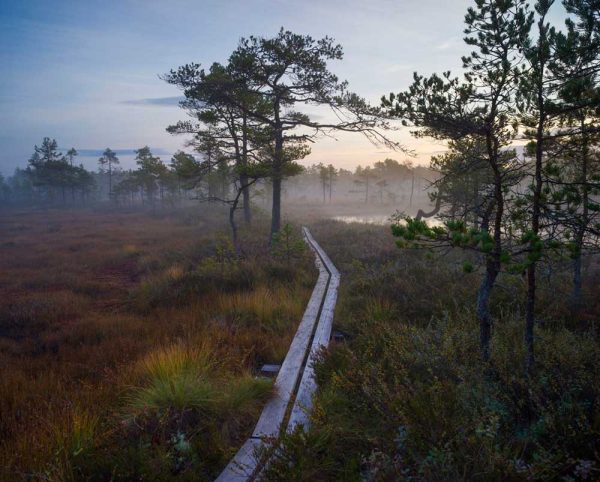 ”Morgonpromenad” är ett verk av Håkan Strand gjort år 2024. Det är ett fotografi på papper och finns i en upplaga på 15 exemplar. Verket mäter 50 x 50 cm, själva bilden är 36 x 44 cm. Signerad och numrerad på baksidan av konstnären.