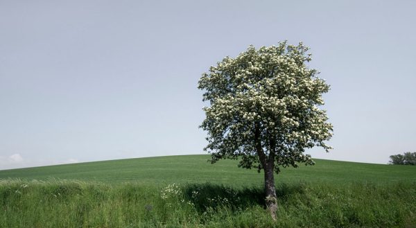 ”Rapsfält” är ett verk av Håkan Strand gjort år 2024. Det är ett fotografi på papper och finns i en upplaga på 15 exemplar. Verket mäter 50 x 75 cm, själva bilden är 36 x 62 cm. Signerad och numrerad på baksidan av konstnären.