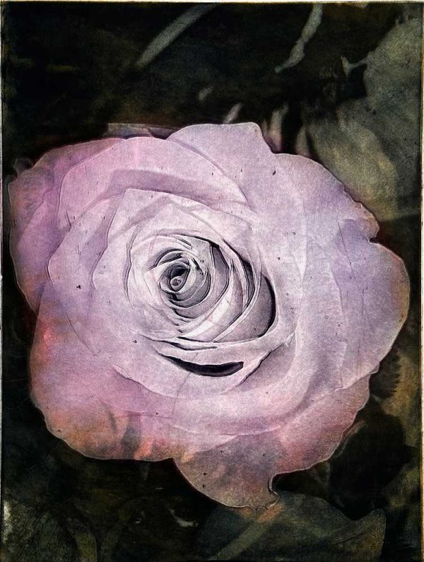 "Late bloomer" är ett konstverk av Cecilia Uhlin. Det är en etsning, torrnål och fotopolymer på papper gjord 2025 i en upplaga om 1 exemplar och mäter 48 x 39 cm, med en bildyta på 40 x 30 cm. Signerat och numrerat på framsidan av konstnären.