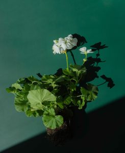 Pelargonium Calliope I