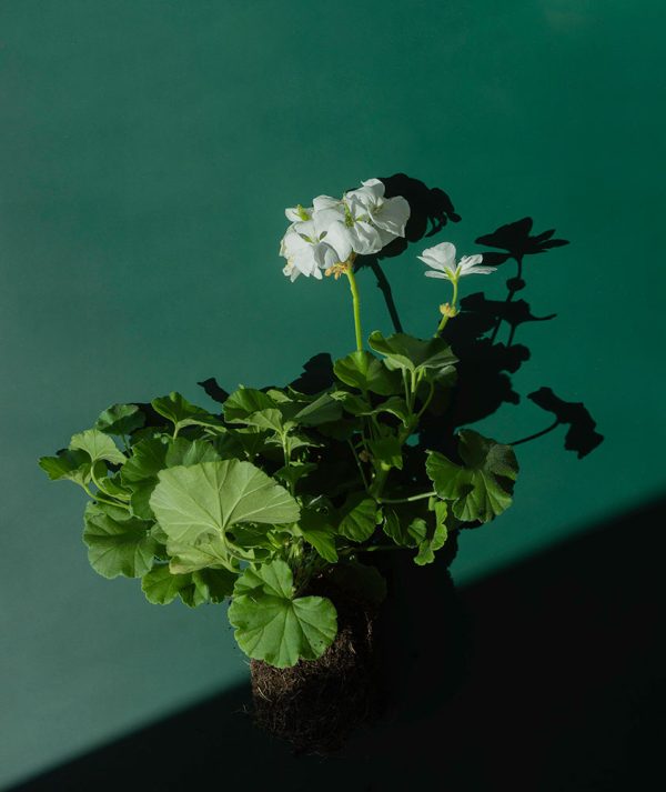 "Pelargonium Calliope I" är ett konstverk av Peter Stridsberg gjort år 2023. Tekniken är fotografi och det finns i en upplaga på 15 exemplar . Verket mäter utfallande 51 x 43 cm, själva bildytan är 48 x 40 cm.