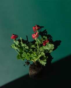 Pelargonium Calliope III