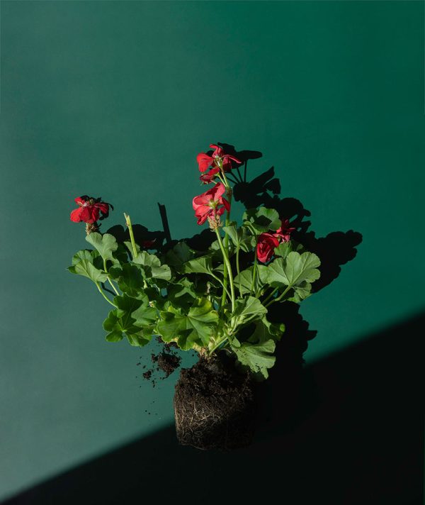 "Pelargonium Calliope II" är ett konstverk av Peter Stridsberg gjort år 2023. Tekniken är fotografi och det finns i en upplaga på 15 exemplar . Verket mäter utfallande 51 x 43 cm, själva bildytan är 48 x 40 cm.
