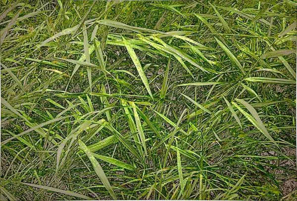 ”Green green grass of home, green” är ett verk av Ann Frössén gjort år 2024. Tekniken är fotocollage, digitalt pigmenttryck på papper och finns i en upplaga av 3. Verket mäter 42 x 59 cm, tryckytan är 33 x 50 cm. Signerat och numrerat av konstnären.