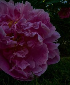 Evening light in garden 4