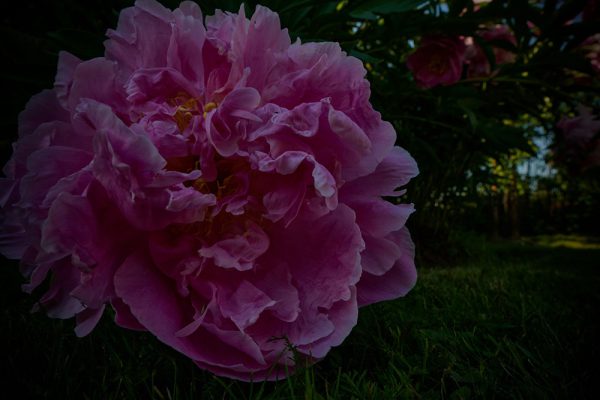 ”Evening light in garden 4” är ett verk av Anders Ludvigson gjort år 2025. Tekniken är Fotografi på matt papper och finns i en upplaga på 9 exemplar + 1 AP. Verket mäter 47,5 x 67,5 cm, själva bildytan är 40 x 60 cm.