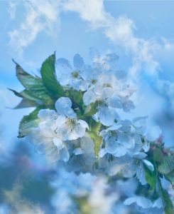 Summer Dream 3