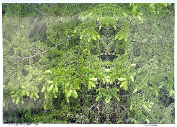 ”Grankvist / Våren” är ett verk av Ann Frössén gjort år 2025. Tekniken är fotocollage, digitalt pigmenttryck på papper och finns i en upplaga av 3. Verket mäter 20 x 30 cm. Signerat och numrerat av konstnären.